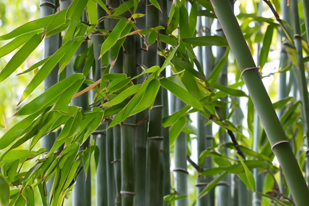 Een close-up van een bamboeplant
